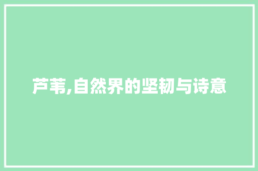 芦苇,自然界的坚韧与诗意